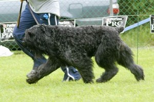 Best in Show