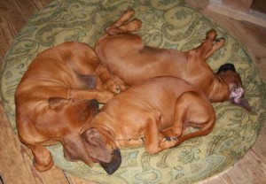 Rhodesian Ridgeback puppies