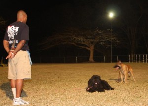 Bouvier and Belgium Malinois