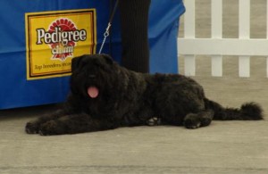 Rick Lois, a Champion show dog