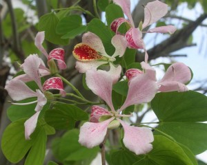 pink orchid tree in bloom