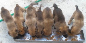 Puppies enjoying their meal
