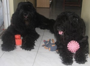 Two Bouviers with toys