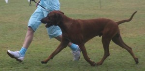 Red Regent a Rhodesian Ridgeback