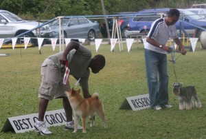 utilitygroup Utility winners at Barbados dog show