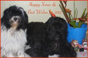 Xmascard2011 Xmas Card for 2011 and Happy New Year greeting