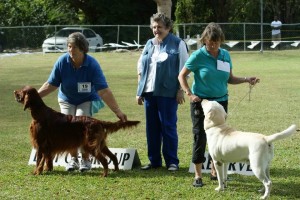 Gundoggroup2012 Irish Setter wins the Gundog Group