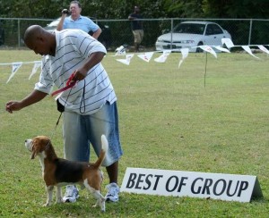 Houndgroupwinners2012 Beagle wins Hound Group March 2012