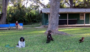 Dogs being trained