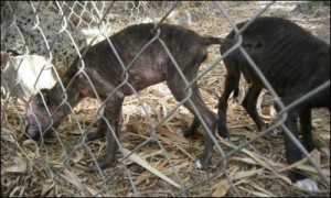 barbados-dog-abuse-2a
