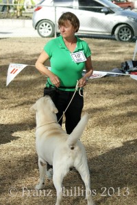 Best of breed, Labrador