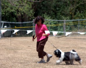 Tibetan Terrier shown under Peter Jolley