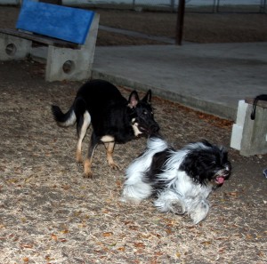 Tibetan Terrier playing with one of her dog friends in Barbados