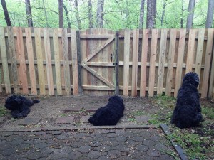 Bouvier Des Flandres dogs