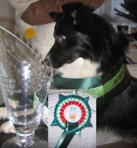 agilitypost1 Top UK Agility Winner