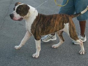 American Bulldog - puppy