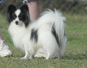 bispapillion Best in Show Dog