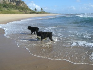 Bouvier Des Flandres 