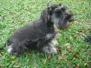 Another imported Miniature Schnauzer