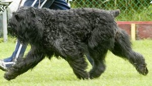 BKC's Best Locally Bred Dog 2008