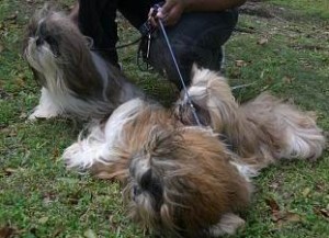 shih-tzu1 Shih Tzu preparing for show