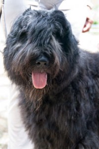 savoymar09 Laughing at a dog show