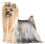 yorkie Yorkshire Terrier