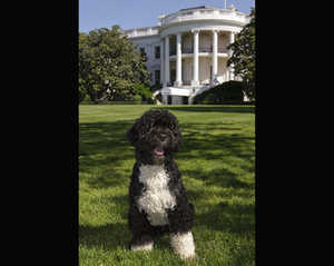 sit-bo Bo the White House Dog