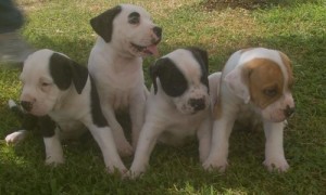 americanbulldogpups americanbulldogpups
