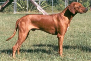 Ch. Zipitdedoda by Crownridge C.D. 