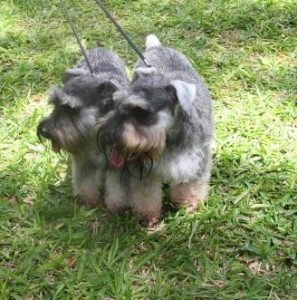 pair of Miniature Schnauzers