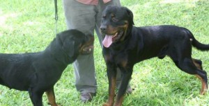 Two young Rottweilers