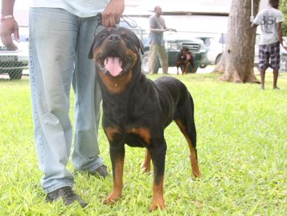 Rott1 - Dogs In Barbados