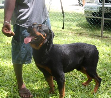 Rott3 - Dogs In Barbados
