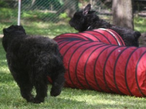 Rita and Rhapsody racing around