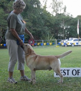 Best_Gundog Best in Gundog group, Labrador Retriever