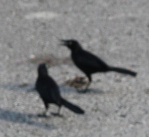 Blackbirds Blackbirds in Barbados