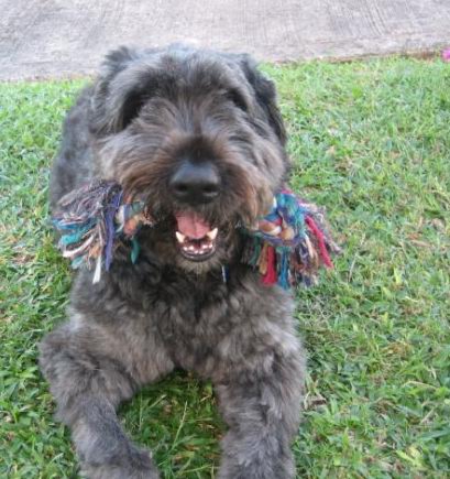 Oscarwithtoy Bouvier and rope toy