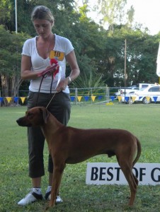 RR_houndg Hound winner - Rhodesian Ridgeback