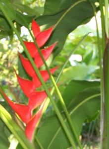 RedHeliconia Red heliconia