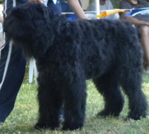 Ritarwg Reserve Working Group Winner - Bouvier