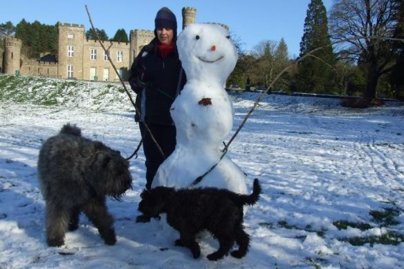 Welshbouvs Bouviers in Wales