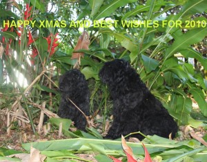 Xgreetings09 Season's Greetings