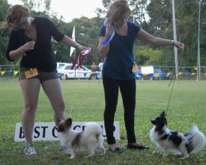 best_toy Mother and daughter showing Papillons