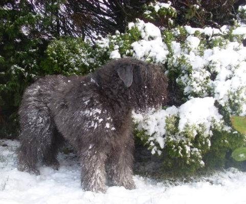 snowbouv Bouvier and snow