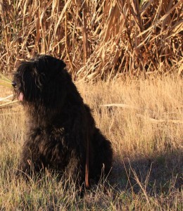 Bouvierbycanes1 Bouvier des flandres by cane field
