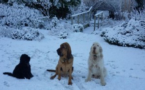 dogs_snow Dogs in winter time