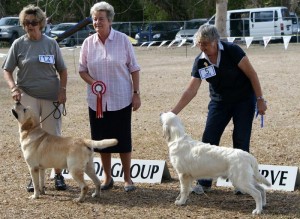 Best_gundoggroup10 Labrador Retriever and Golden Retriever