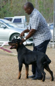 Billy, at a dog show in Barbados Billy, winning Best in Show in Barbados