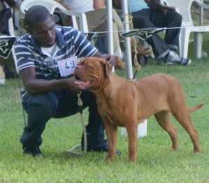 DoguedeBordeaux Dogue de Bordeaux at a show in Barbados